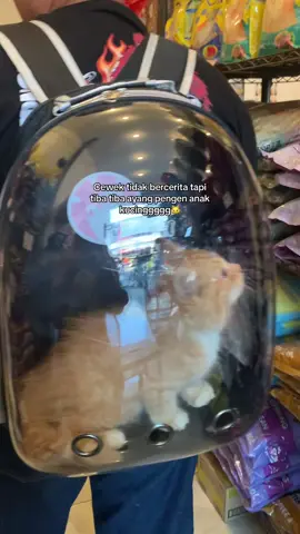 Cowonya satset langsung belikan😁 #catlover #anabul #kucinglucu #kucingoren #fyp #persiancat #taskucing #taskucingmurah 