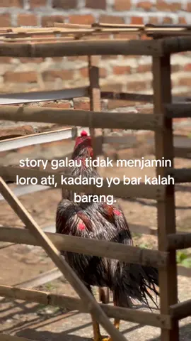 pitek bar kasoran dikiro loro ati,duh dekk😌😆#fyp #ayam #jago #ayambangkok #ayampakhoy #hobiayam #bangkokselatan 