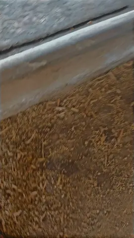 ☠️🔥🦅😎❤️‍🔥