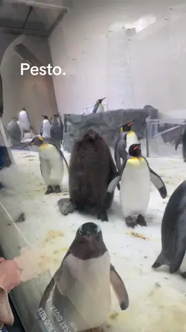 #pestothepenguin #melbourne #fyp