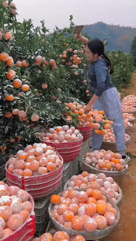 fresh Fruit 🍓🍑🍓🍑  #fyp #fruits #fruit #fresh 