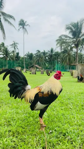 Straight Grey 🫰🏻 #noanimalshurtinthemakingofthis #sabongerotiktok🐓🐓🐓😘 #fyp #trending #manok #shaqgf 