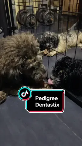 Pedigree Dentastix dental treats with triple action benefits ✨ #pedigree #pedigreedog #pedigreedogtreats #dentastix #dogtreats #dentalstick 