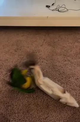 #parrotsoftiktok #🦜 #loveparrots❤️❤️❤️❤️😀😀🦜🦜 #tiktok #parrotchallenge #parrotslover #🦜🦜🦜 #smart #smartparrot #Love #parrotsworld #birdsoftiktok #omg #parrots #lol #parrot #birds #birdchallenge 