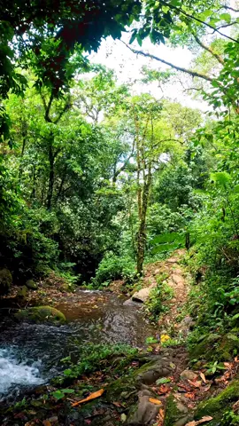 Entre senderos y riachuelos una mañana en el bosque verde #naturaleza #bosque #rio #paisajesnaturales #paisajeshermosos #paisajesdeméxico #senderismo #senderismomexico #naturelover #naturelove #adventures #travel #aventura #traveltiktok #travelmexico #travellife #path #parati #musica #mexicotravel #mexico #Hiking #hikingadventures #randonnée #relax #calm #relaxing #forest #river #paysagemagnifique #paysage #outdoor #landscape #countrysidelife #countryside #musicforyou #hikingadventures #Hiking #trail #México #travellife #travelmexico #paisaje #campo #natureza #music #naturezaperfeita #arboles #adventuretime #adventure #musicaparati #popular #foret #riviere #popularcreator #outdoorlife #foryou #CapCut 