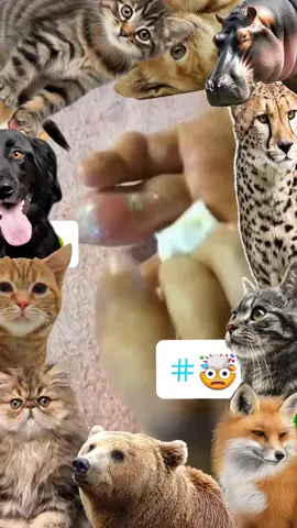 #pimple #Pimple #pimples #pimpleremover #pimplepopper2021 #pimplepopperaddict #pimplepatch #pimpleremoval #pimplepopper2022 #pimples_brufoli #satisfying #Satisfying #satisfyingvideo #satisfyingvideos #satisfyingsounds #satisfyingsound #satisfyingcleans #satisfyingasmr #satisfyingart #satisfyinglips #acne #Acne #acnetreatment #acneskin #acnefighter #acneproneskin #acnescars #acnejourney #acneskincare #acnepatch #Blackhead #blackheads #blackheadsremoval #blackheadsss #blackheadsremover #blackheadsremovalmask #blackheadsextractions #blackheadspopping #blackheadstrip #blackheadsout #blackheadsremove #foryou 
