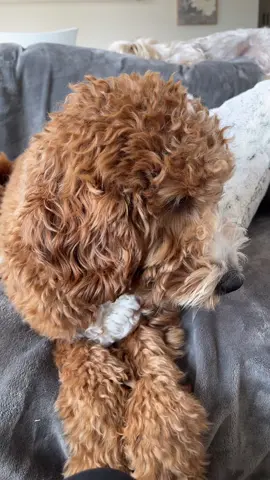#doodlesoftiktok 