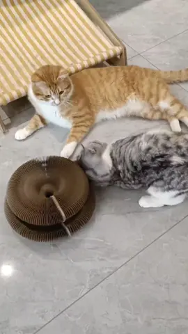 Magic tricks???#cat #catsoftiktok #kitty #kitties #cats #fyp #cattoys #catscratcher #catscratch #scratching #pet