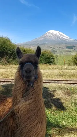 #chimborazo_riobamba_ecuador 