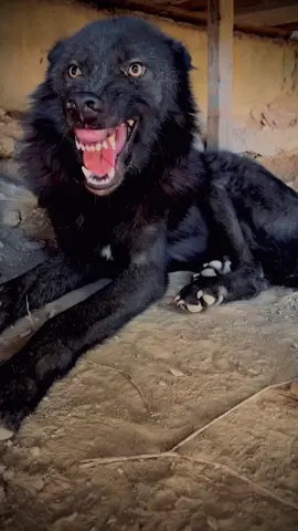 #аңшылық #саятшылық #saluki #dog #karagandytazylary #saiatshylyk #anshylyk #salburun #kansonar #korme #konkurs #kumaitazy #tazy #мирживотных #х #караганда #9регион #тазы #собака #тазыжанашыры #world #dog #жылқы #аттар# #galgo #sloughi #hunt #salukidog 