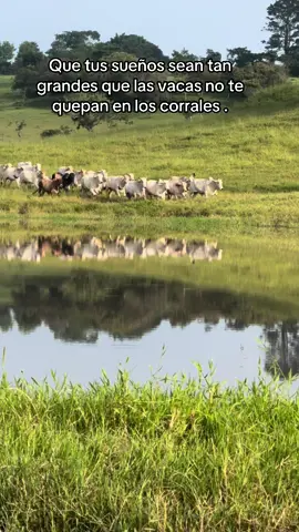 Sueños 💭 💤  #zootecnia#campo#rancho#vacas 