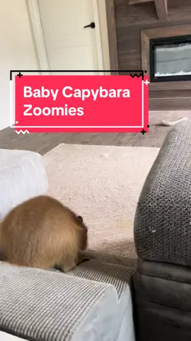 This was one of the very first clips I was able to catch of baby cheesecake the capybara doing zoomies! They come on so fast that I usually miss them 😂  #capybara #babyanimals #capybaras #capybaramemes #capybaratiktok #capybaralove #baby #funny #funnyanimal #foru  PSA - Cheesecake isn’t a pet! She’s inside with us while we’re socializing her as an ambassador for our animal programs 🥰