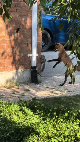 #Fox #squirrel #squirrelsoftiktok #Nature #fyp #Animals #foxnews #fortnite 