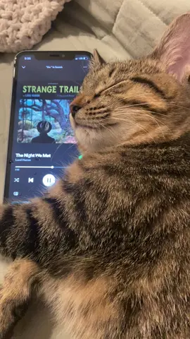 Rory’s playlist pt. 53 @Lord Huron #thenightwemet #lordhuron #cattok #cat #cats #music #spotify 