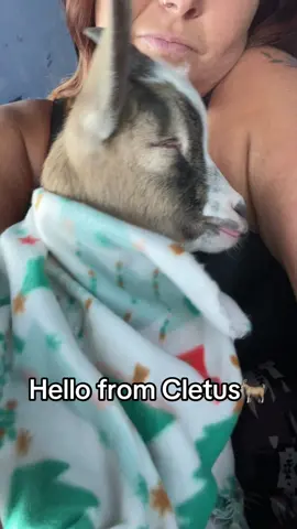 He wasnt sure about the car ride at first 😂 #goatsoftiktok #goats #babygoats #babygoatsoftiktok #babygoatsarethebest #roadto10k #followme 