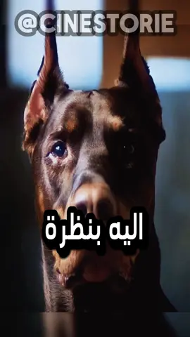 #رجل_الكلاب #كلب_ضال #قصة_مؤثرة #حماية #عصابة #مساعدة   الرجل الغامض و الكلب الضال 