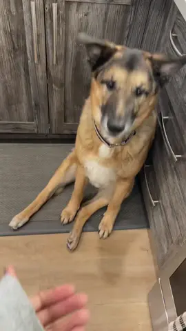 Expect the unexpected or dont. 🤣 #fyp #foryou #snack #djangosmiles #django #smile #dogsoftiktok 