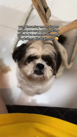 Relate ka din ba furparent? Google is the key syempre. 😂 #shihtzu #shihtzusoftiktok #dogs #dogsoftiktok #dogsvideo #furbaby #fyp #pov 