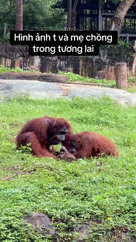 Cuộc chiến không hồi kết#vcreator #s4zpwek #vinwonders #wondersummer #vinpearlsafariphuquoc #xuhuong #animals #fyp #monkey 
