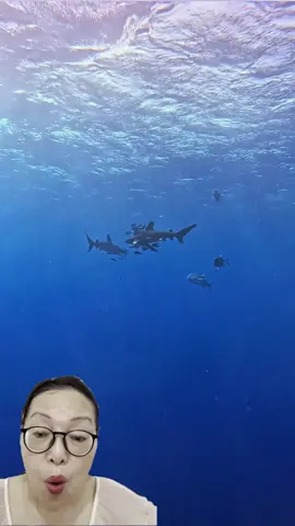 #sharke #sharkdiving #sharkfishing #greatwhitesharkfacts #greatwhitesharkweek #greatwhiteshark #sharkeatsshark #sharkvsshark #shark #sharkysharkshark #sharkattackshark #sharkattak #sharkbait #sharks #sharkfamily #sharkshark #sharkbaby #_____shark #_shark #shark? #sharkweek #sharkteeth #sharktok #sharklover #sharkattack #sharkchallenge #aggressiveshark #greywhiteshark #greatwhitessharks #greatwhitesharkcagediving #swimmingwithgreatwhitesharks #greatwhitwshark #greatwhitesharksfordays #greatwhitesharkclub #greatwhitesharkedit #greatwhitesharksleeping #greatwhitesharksighting #greatwhitesharkawareness #greatwhitesharkamerica #greatwhitesharkencounters #greatwhitesharkmovie #greatwhitesharkdiving #strandedgreatwhiteshark #greatwhitesharkbeached #great_white_shark #greatwhiteshark? #sharkwhitegreat #greatshark #greatwhite #greatwhitesharkuk #greatwhitesharkboat #babygreatwhiteshark #greatwhitesharklover #greatwhitesharkattack #greatewhiteshark #thegreatwhiteshark #agreatwhitesharrk #greatwhitesharshark #greatwhitesharks #fishsharkattack #sharkss #sharksofinstagram #sharktiktok #sharkidnikki #sharkspecialinterest #mamashark #sharktour #sharkeggs #fortniteshark #whiteshark #megashark #sharkvideo #______shak #sharkedit #sharksarefrends #shark_ #sharkfin #sharksoftiktok #landbasedsharkfishing #oceanicwhitetipshark #sharkprank #sharkstrike #hornshark #sharkawareness #dogfishshark #sharkhunt #banjoshark #biggestshark #sharklife #sharkmovie #bigshark #mommyshark #sharkcagediving #sharkfacts #sharktagging #zebrashark #reefshark #sharkallies #droneshark #sharkhunting #sharkcage #sharkmeme #sharkbiology #sharklovers #sharkdanger #makoshark #sharkcontent #sharkeatshark #shark% #sharksharksharks #sharksharkshark #megalodon #tigersharks #sharkart #sharkdiver #lemonsharks #sharkencounter #sharkyear #cutesharks #sharkbite #oceanlife #tigershark #swimwithsharks #tigershark roll 🦈 #sharky #America #USA #foryou #foryoupage #fyp #tiktok #viral # fogofomo #rescuesharks #greatwhites #blacktipshark #hammerhead #orcashark #saveshark #blueshark #blacktipreefshark #greenlandshark #goblinsharks #orca #hammerheadshark #greyshark