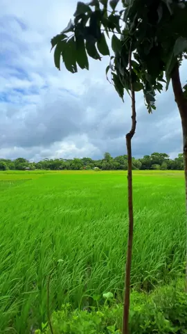 বসন্তের বাতাসে যদি মন খারাপ ভাসে আকাশ ভেঙে অসময়ে নিম্নচাপ আসে #foryoupage #fyp #foryou #tiktokbangladesh #tiktok #viral #village #madaripur #tiktok #tiktokbangladesh #trend 