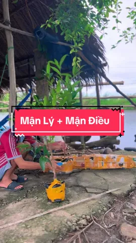 Trồng Mận Lý vs Mận Điều Đỏ Nha #hienonha 