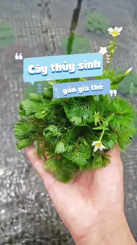 La hán xanh nở hoa màu trắng dịu dàng #nuoicacungminhkhoi #caythuysinh #cacanh #aquarium #fishtok 