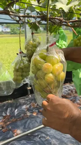 inspirasi Menanam Anggur Jepang  #fyp #tiktok #berkebun #buah 