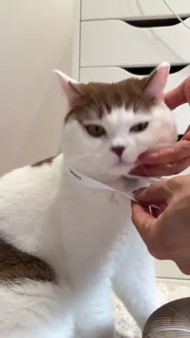 The most nonchalant cat