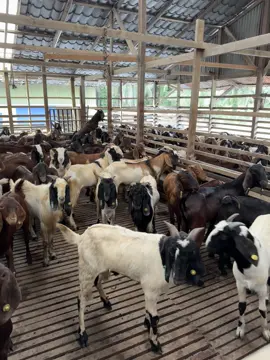 Burma Goat!!! Offer untuk jualan borong!! #kambingmurah #kambingviral #kambing #kambingperak #fyppppp 
