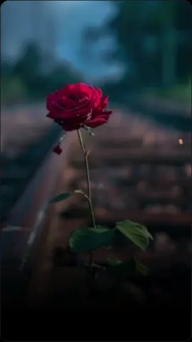 #حط_صورتك_ومبروك_عليك_الترند #شيلات #منحرم_وصلك #بندر_بن_عوير #شعر_وقصائد #شيلات_حزينه #تصميم_شاشه_سوداء #اكسبلور      #CapCut  .  #viral #fyp #foryou #fypシ 
