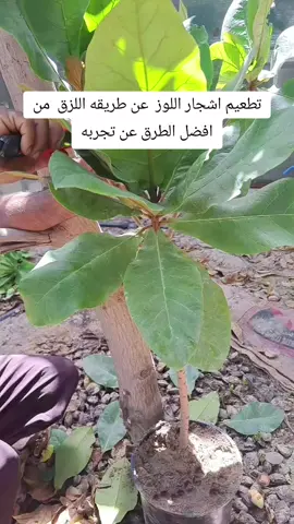 #القطيف_الشععب_اللطيف 