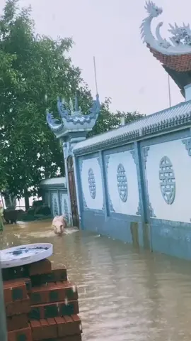 chú heo vui tính giữa bão yagi#animal #animalsoftiktok #pig #funnyanimal 