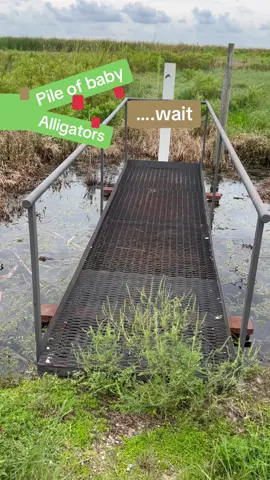 Check these out! #Babygators #Alligators #wild #nature #repriles