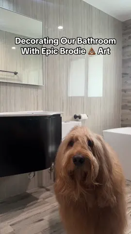 I knew I’d find a use for this footage one day 🎨🤌🏽 #goldendoodle #petparent #transformation 