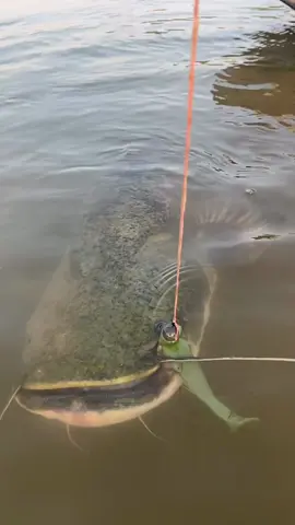 This is the biggest catfish you've ever seen! 🐟 Do you think it's real or just another one of those fishermen's tall tales? 😂 Would you have the guts to reel this one in, or is it straight out of a horror movie? Tag a friend who would totally freak out! @sorinfishing11 🎥 #foryou #fyp #fishinglife #catfish #viral #trending #bigcatch #outdoorsfun