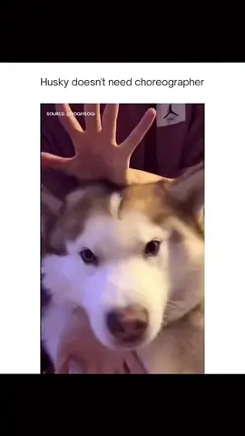 Funny and cute dogs compilation #funnydog #funnypet #cutedog #dogoftiktok #doglover #dog 