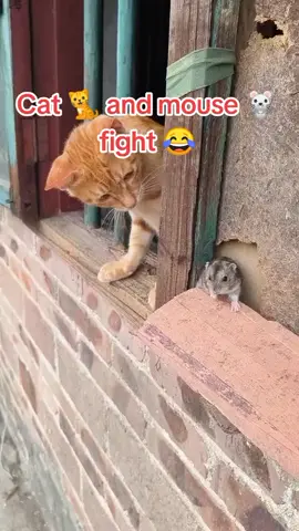 Cat 🐈 mouse 🐀 fight 😂😂 funny video 🤣🤣  #funny #funnyvideos #fyp #foryou #viral #fouryoupage #foryourpagetiktok 