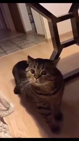 Funny Cats Talking 🤣🤣 #funnypets #funnycats #catsoftiktok 