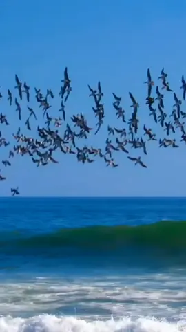 Watch as the vibrant sea birds dive gracefully into the sparkling blue waters, their keen eyes scanning for the perfect catch! With a splash and a flutter, they plunge into the sea, expertly snatching up fishies with their sharp beaks. The sun glistens off their feathers as they emerge triumphant, showcasing nature's incredible hunting skills. It's a mesmerizing dance of agility and precision that captures the essence of life by the ocean. Join me in celebrating these amazing creatures and their thrilling fishing adventures #fish #new #viral_video #nature #wildlife #ocean #birds #tiktokuni #fpy #fpyシ #viralvideos #status #4k #hd #sea 