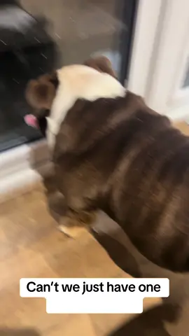 The grunts 😆 he aint happy 🫣#gary #garythebulldog2 #garythebulldog #englishbulldogs #englishbulldogpuppy #british #funny #englishbulldogsoftiktok🐶 #britishbulldog #funnydog #kinggary #grumpy #mrpiggy #stubbornbutcute 