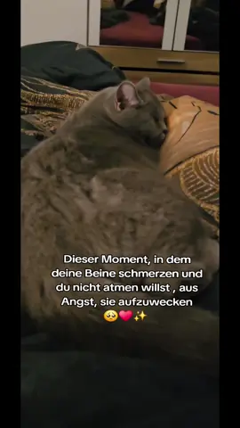 🥺😍❤️ 🥹🥹🐾🐾 #cats #catsoftiktok # #catslovers #catsvideo #babycat #blackcat #katzenvideos #PetsOfTikTok #TikTok #gato #cat #katze #katzenvideos #ilovecat #mycat #cats #catsoftiktok #catslovers #catsvideo #babycat #blackcat #Love #lovely #fyp #tiktokviral #tiktokdeutschland #tiktoklondon #tiktok_india #tiktokusa  #katt #แมว #kedi #кіт#conmè#猫 #قط#mačka #kočka #kat #kat #kissa #chat#Katze#γάτα#gatto#猫#고양 #katt #kot#pisică#кот  #bkh #britishshorthair #britischekatzen #britischkurzhaarkitten #aristocats   #catsofinstagram #cats #catlover #meow #kittens #kitty #catlife #instacat #katzenliebe #cutecat #katze #fluffycat #kätzchen #catstagram #catsoftiktok #catloversclub #catdaily #purrfect #catoftheday #catsrule #miau #katzenwelt #haustier #furryfriend#catsoftiktok #catloversclub #catdaily #purrfect #catoftheday #catsrule #miau #katzenwelt #haustier #furryfriend#cataddict #catsagram #catobsession #cats_of_world #catlove #furrbaby #katzenglück #katzenfreunde #whiskers #catvibes #katzencontent #sleepykitty #kittygram #katzenfans #petsofinstagram##sleepykitty #kittygram #katzenfans #petsofinstagram #gatos #gatitos #amantesdegatos #vidadegato #gatogram #chats #amoureuxdeschats #chatons #viechat #instachat #gatti #amoredigatti #micini #vitadagatto #amicidigatti #猫 #ねこ #猫好き #にゃんこ #子猫 