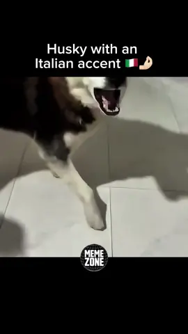 He wants to discuss😂🇮🇹🫶🏻#dog #dogsoftiktok #Memes #FunnyMemes #Relatable #Comedy #LOL #MemeTok #ViralMemes #DailyMemes #DankMemes #MemeLife #Humor #LaughOutLoud #Hilarious #FYP #ExplorePage #TrendingMemes #InstantLaughs #MemesDaily #SillyContent #ViralComedy #LOLForDays #MemesForYou #FYPChallenge #JustForLaughs #CrazyFunny