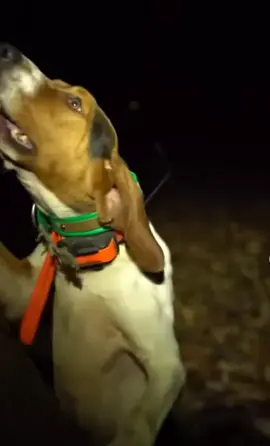 I wanna know who made this so bad 😭 #fyp #fypage #dog #dogsoftiktok #beagle #meme #bark #howl #help 