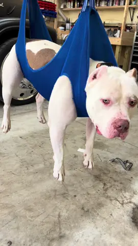 Thanks amazon for these pet grooming hammocks for my two dog that’s absolutely hate getting their nails trimmed. With the help of my boyfriend and his 4 post car lift hoisting them up it made the process definitely interesting to say the least but helpful! The goats are next! #doggrooming #nailtrimdifficultdog #nailtransformation #americanbullyofficial #americanbulldog #xlbully #pit #pitbull #pitbullsoftiktok #bigdogs #bigdog #fyp #fypp 