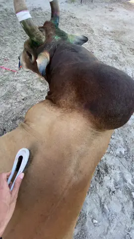 🤍 #วัวชน #วัวชนแดนใต้ #กีฬาวัวชน #โคลังสาดสิงห์พญาอ้ายเบอร์ #ปากพนัง #วัวชนเงินล้าน🏆💸 