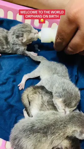 Newly born kittens, orphans 😱#foryou #foryoupagе #trending #viral #kitten #kittensoftiktok #catsoftiktok #cutecats 