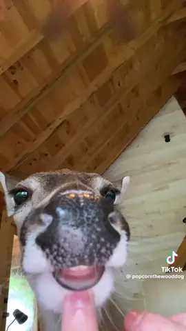 An actual Deer sings Such Small Hands. #deer #sings #funny #music 