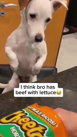 When your dog meets lettuce and takes it way too personally 🥬🐶 