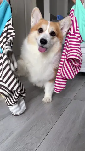 #dog #corgi 